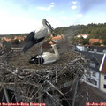 14_55-nest.jpg