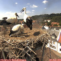 15_05-nest.jpg