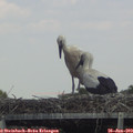 15_10-mast.jpg