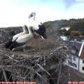 15_10-nest.jpg