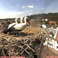 15_15-nest.jpg