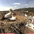 15_20-nest.jpg