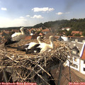 15_25-nest.jpg