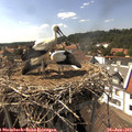 15_40-nest.jpg