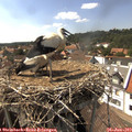 15_45-nest.jpg