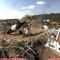 15_50-nest.jpg