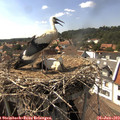 15_55-nest.jpg