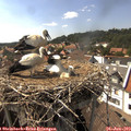 16_00-nest.jpg