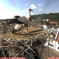 16_05-nest.jpg