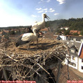 16_10-nest.jpg