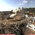 16_20-nest.jpg