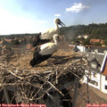 16_25-nest.jpg