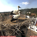 16_30-nest.jpg