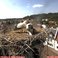 16_35-nest.jpg
