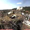16_40-nest.jpg