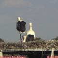 16_45-mast.jpg