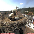16_45-nest.jpg