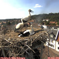 16_50-nest.jpg