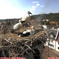 16_55-nest.jpg
