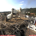 17_00-nest.jpg