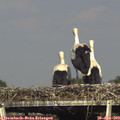 17_05-mast.jpg