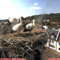 17_05-nest.jpg