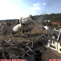 17_10-nest.jpg