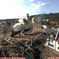 17_15-nest.jpg