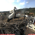 17_20-nest.jpg