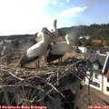 17_25-nest.jpg