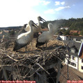 17_30-nest.jpg