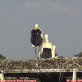 17_35-mast.jpg
