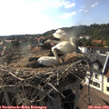 17_35-nest.jpg