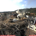 17_40-nest.jpg