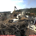 17_45-nest.jpg