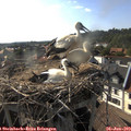 17_50-nest.jpg