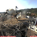 17_55-nest.jpg