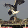 18_00-mast.jpg