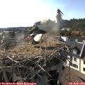 18_00-nest.jpg