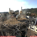 18_05-nest.jpg