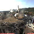 18_10-nest.jpg