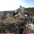 18_15-nest.jpg