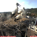 18_20-nest.jpg