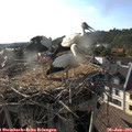 18_25-nest.jpg