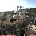 18_30-nest.jpg