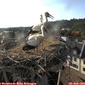 18_35-nest.jpg