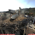 18_40-nest.jpg