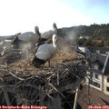 18_45-nest.jpg
