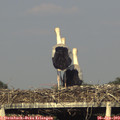 18_50-mast.jpg