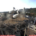 18_50-nest.jpg
